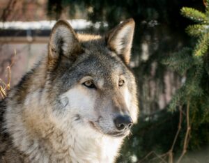 Wolf – Blog 2 – Georgia