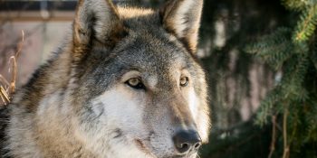 Wolf - Blog 2 - Georgia